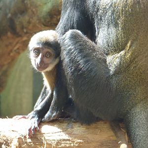 Young L'Hoest's Monkey