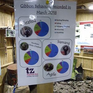 Gibbon Behavior Charts