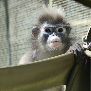 Dusky Langur