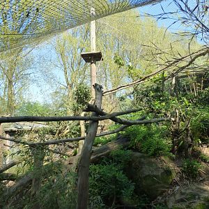 Yellow-throated Marten Enclosure