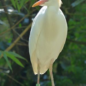 Cattle Egret