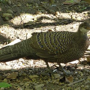 Grey Peacock Pheasant