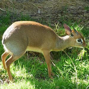 Kirk's Dik-Dik