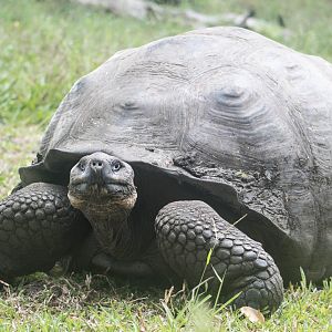 Western Santa Cruz giant tortoise