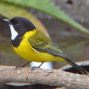 Golden whistler.