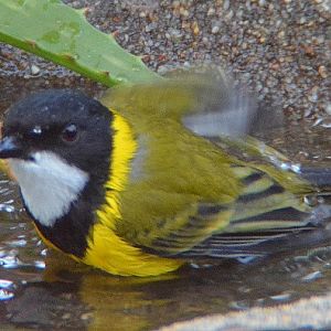 Golden whistler bathing.
