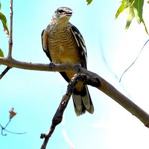 Varied triller female