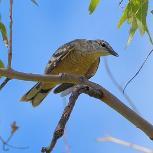 Varied triller female 2