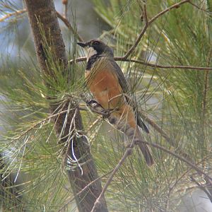Rufous whistler.