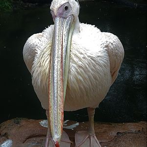 Eastern White Pelican - Africa