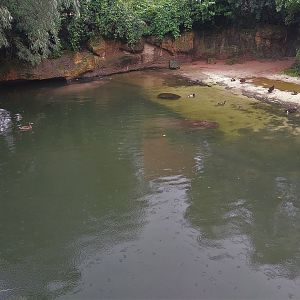 Hippo Outdoors - Africa