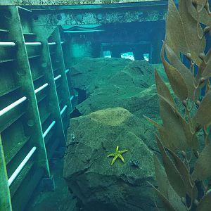Penguin Underwater Viewing - North America