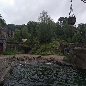 Polar Bear Enclosure - North America