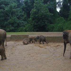 Four Young Elephants - Asia