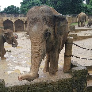 Asian Elephant - Asia