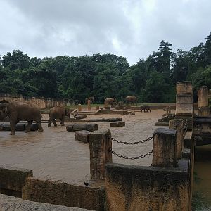 Asian Elephant Exhibit- Asia