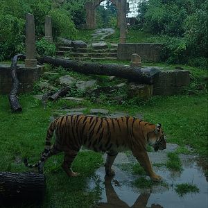 Siberian Tiger- Asia