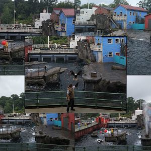 Pinniped Pool & Show