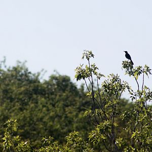San Cristóbal mockingbird
