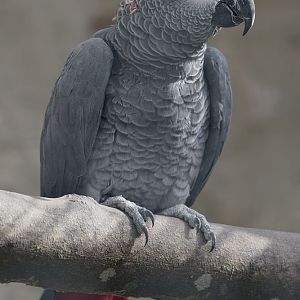 African grey parrot