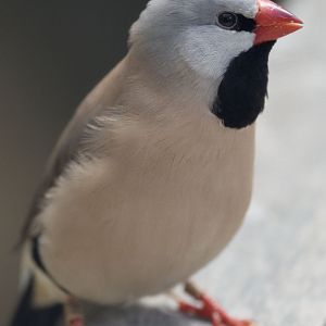 Heck's long-tailed grassfinch