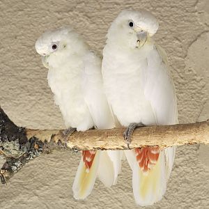 Philippine cockatoo pair