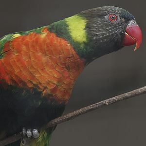 Mitchell's lorikeet