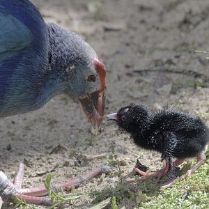Purple gallinule with newly hatched chick