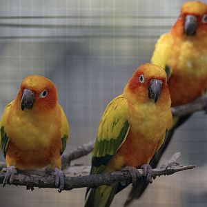 Sun conures