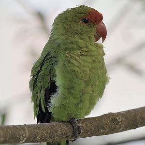 Abyssinian lovebird