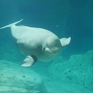 Paul & Lynsey's Zoo Tour #66 Oceanogràfic Valencia - YouTube