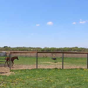 Horse Yard (Before the Entrance)