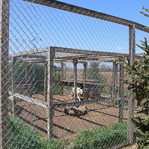 Arctic Wolf Enclosure