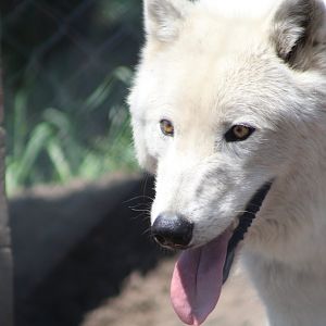 Arctic Wolf