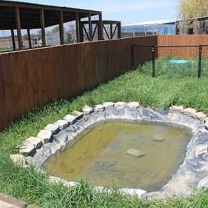 American Alligator Exhibit