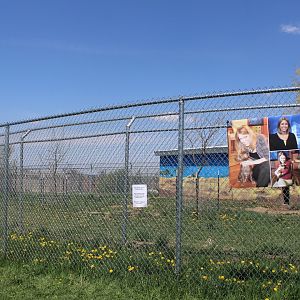 Spotted Hyena Exhibit