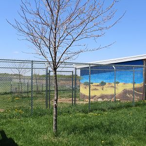 Spotted Hyena Exhibit