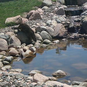 River Otter Going for the Dive