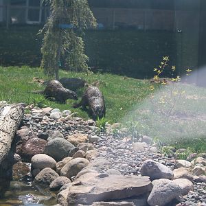 Playful River Otters