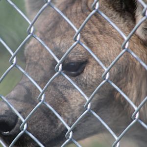Spotted Hyena  Close Up