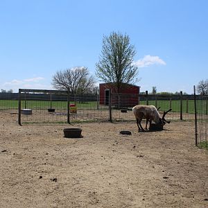 Reindeer Pen