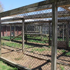 Small Cat Enclosures (Serval + Bobcat + Canadian Lynx)