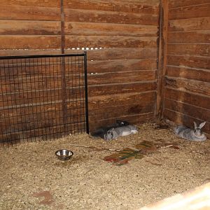 Rabbit Enclosure