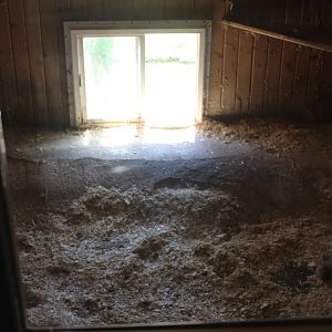 Canadian Lynx Inoor Exhibit