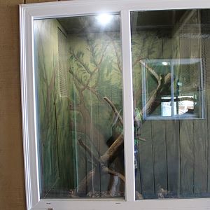 Large-Spotted Genet Exhibit