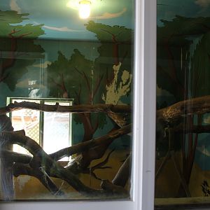 Vervet Monkey Indoor Exhibit