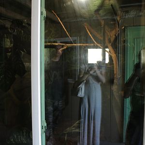 Pygmy Marmoset Exhibit