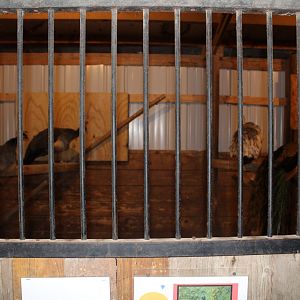 Peafowl Exhibit