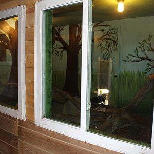 Coati Indoor Exhibit