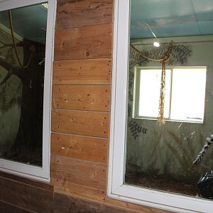 Ring-Tailed Lemur Indoor Exhibit